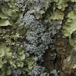 Lepraria gracilescens