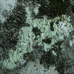 Leprocaulon knudsenii