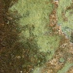 Leprocaulon knudsenii