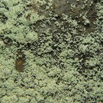 Leprocaulon knudsenii
