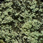 Leprocaulon knudsenii