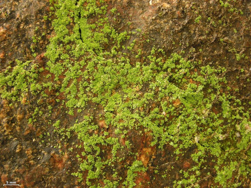 Leprocaulon santamonicae