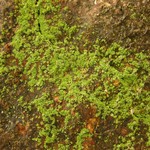 Leprocaulon santamonicae