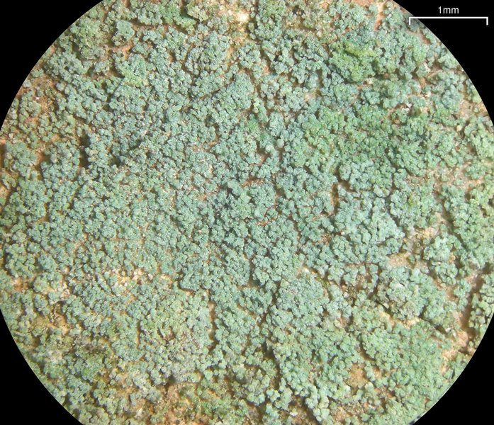 Leprocaulon santamonicae