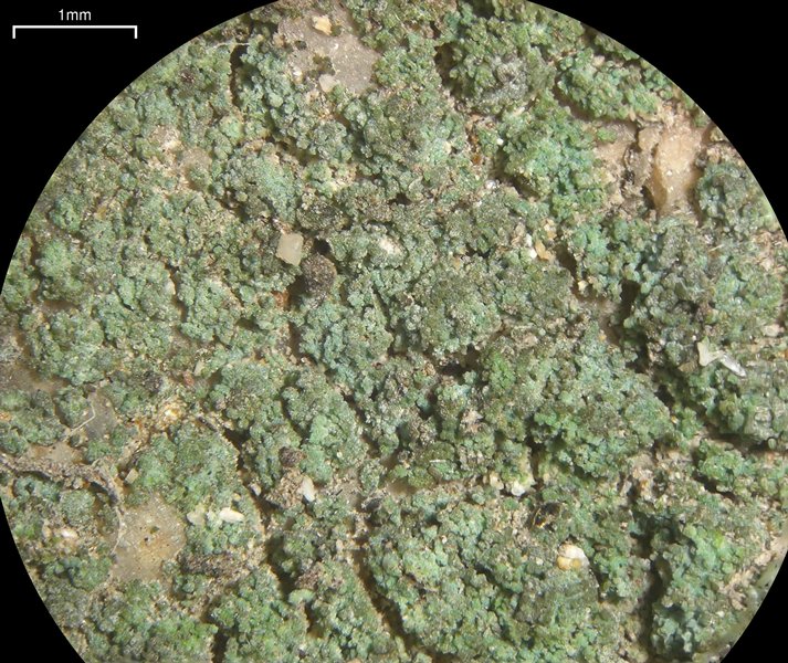 Leprocaulon santamonicae