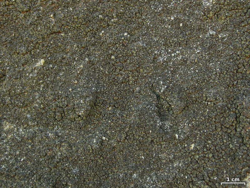 Leprocaulon santamonicae