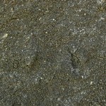 Leprocaulon santamonicae