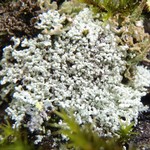 Lepraria subalbicans