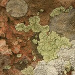 Leprocaulon textum