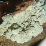 Leprocaulon textum