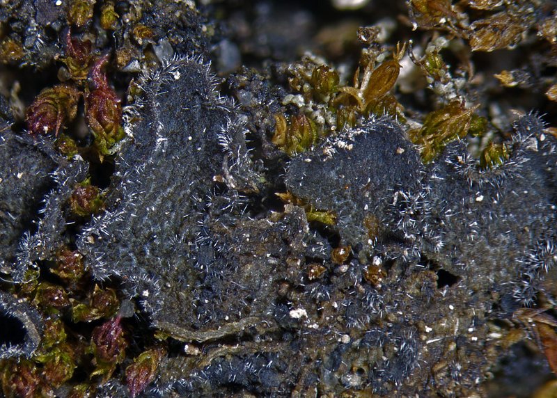 Leptochidium albociliatum
