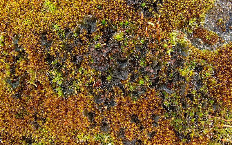 Leptochidium albociliatum