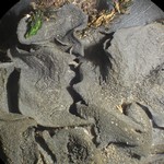Leptogium arsenei