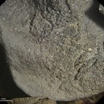 Leptogium arsenei