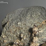 Leptogium arsenei