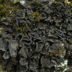 Leptogium arsenei