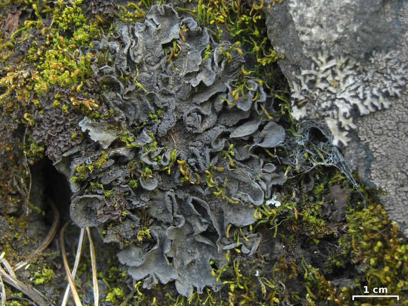 Leptogium arsenei