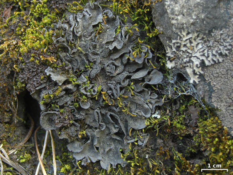 Leptogium arsenei