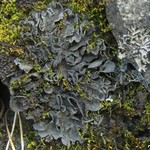 Leptogium arsenei