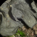 Leptogium austroamericanum
