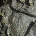 Leptogium austroamericanum