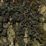 Leptogium austroamericanum
