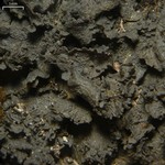 Leptogium austroamericanum
