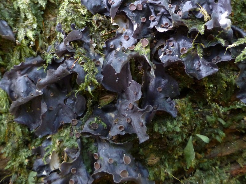 Leptogium azureum