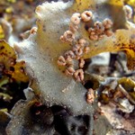 Leptogium burnetiae