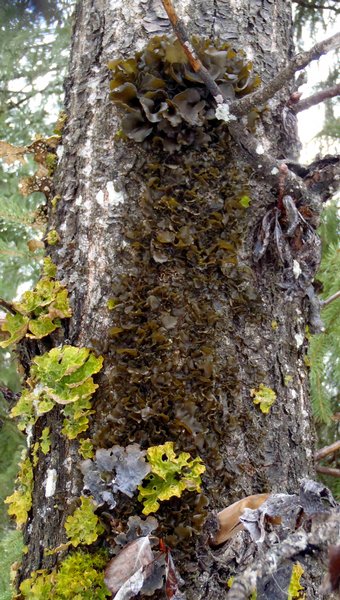 Leptogium burnetiae