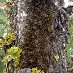 Leptogium burnetiae