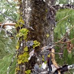 Leptogium burnetiae