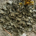 Leptogium burnetiae