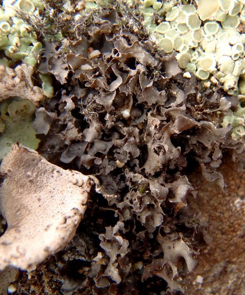 Leptogium californicum