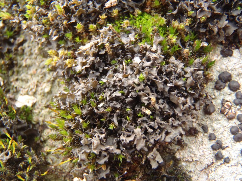 Leptogium californicum