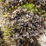 Leptogium californicum