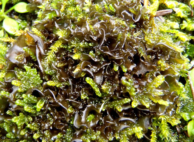 Leptogium californicum