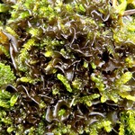 Leptogium californicum