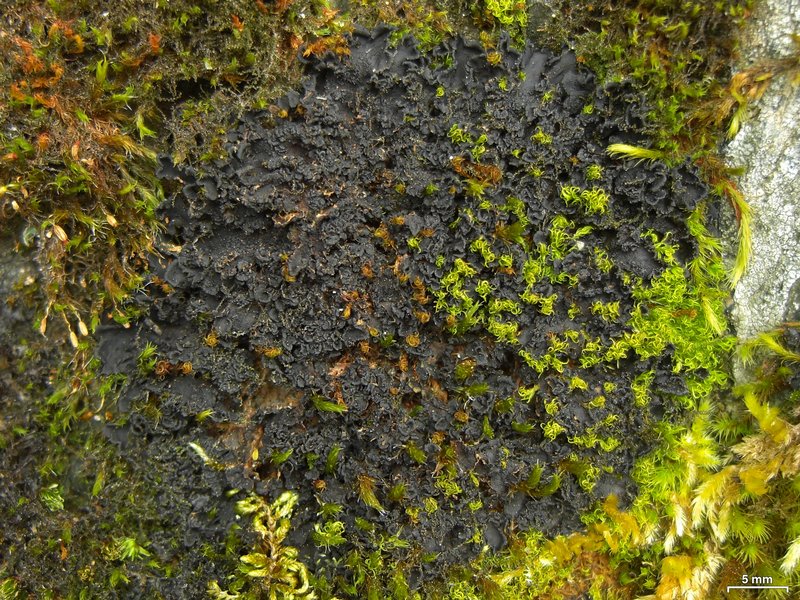 Leptogium californicum