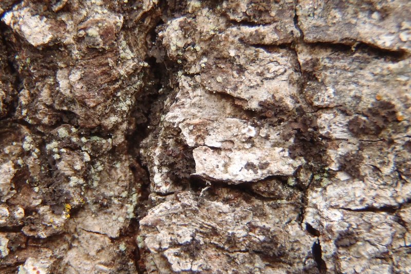 Leptogium cellulosum