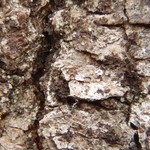 Leptogium cellulosum