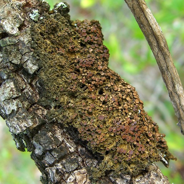 Leptogium chloromelum