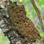 Leptogium chloromelum