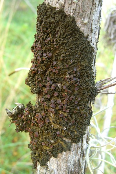 Leptogium chloromelum