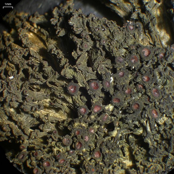 Leptogium chloromelum