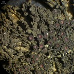 Leptogium chloromelum