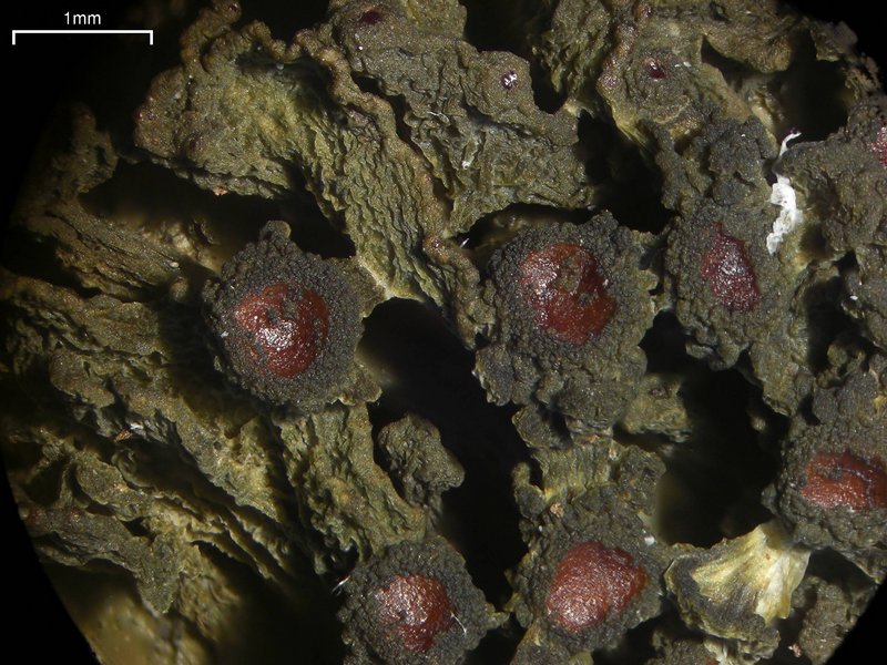 Leptogium chloromelum