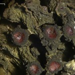 Leptogium chloromelum