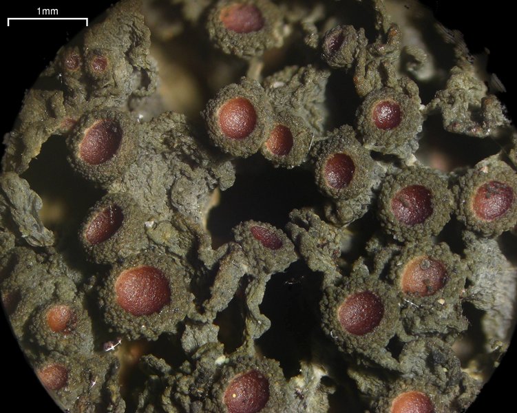 Leptogium chloromelum