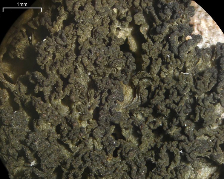 Leptogium chloromelum